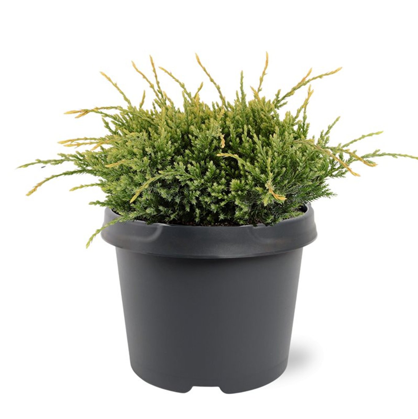 Juniperus squamata 'Holger' - C3 20-25 CM